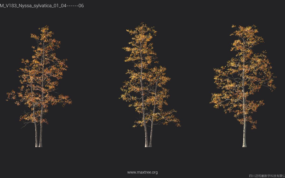 Plant Models Vol 183 - 图片 34