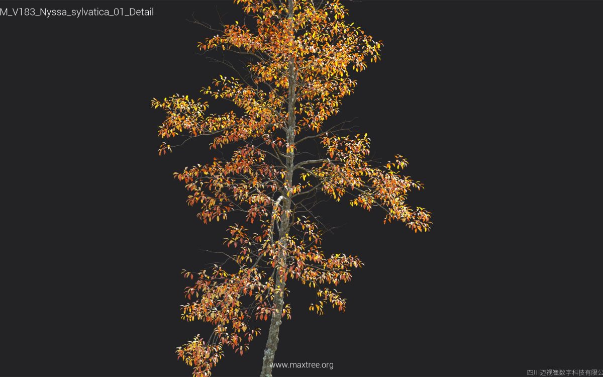Plant Models Vol 183 - 图片 35