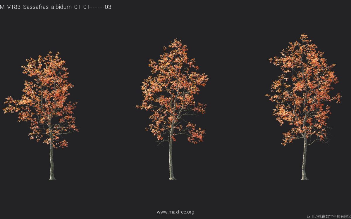 Plant Models Vol 183 - 图片 36
