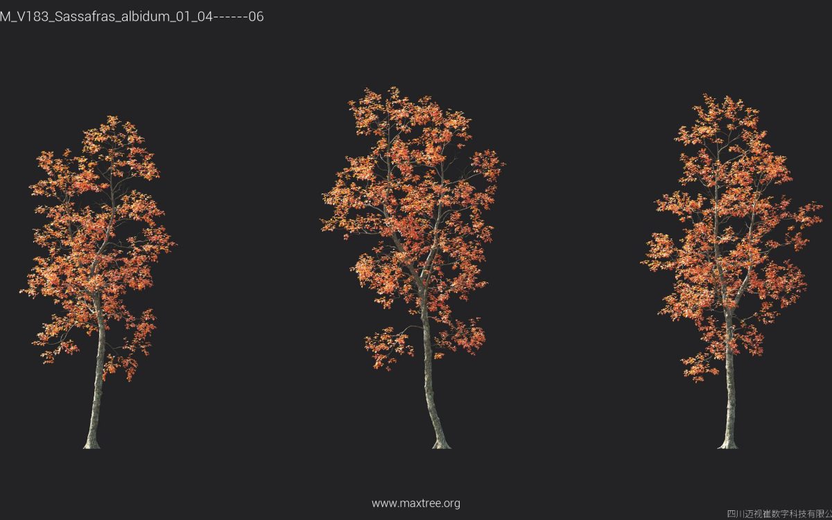 Plant Models Vol 183 - 图片 37