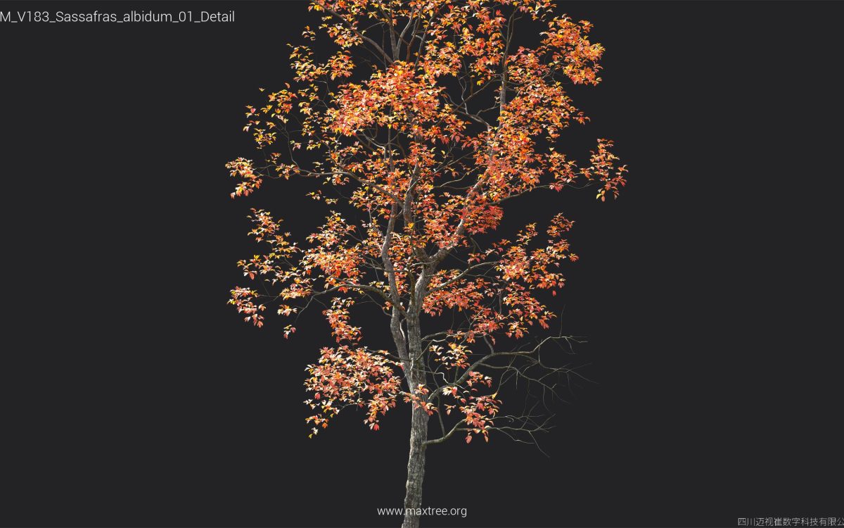 Plant Models Vol 183 - 图片 38