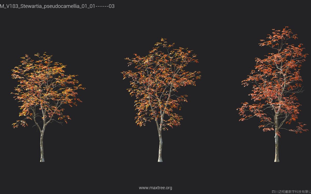 Plant Models Vol 183 - 图片 39