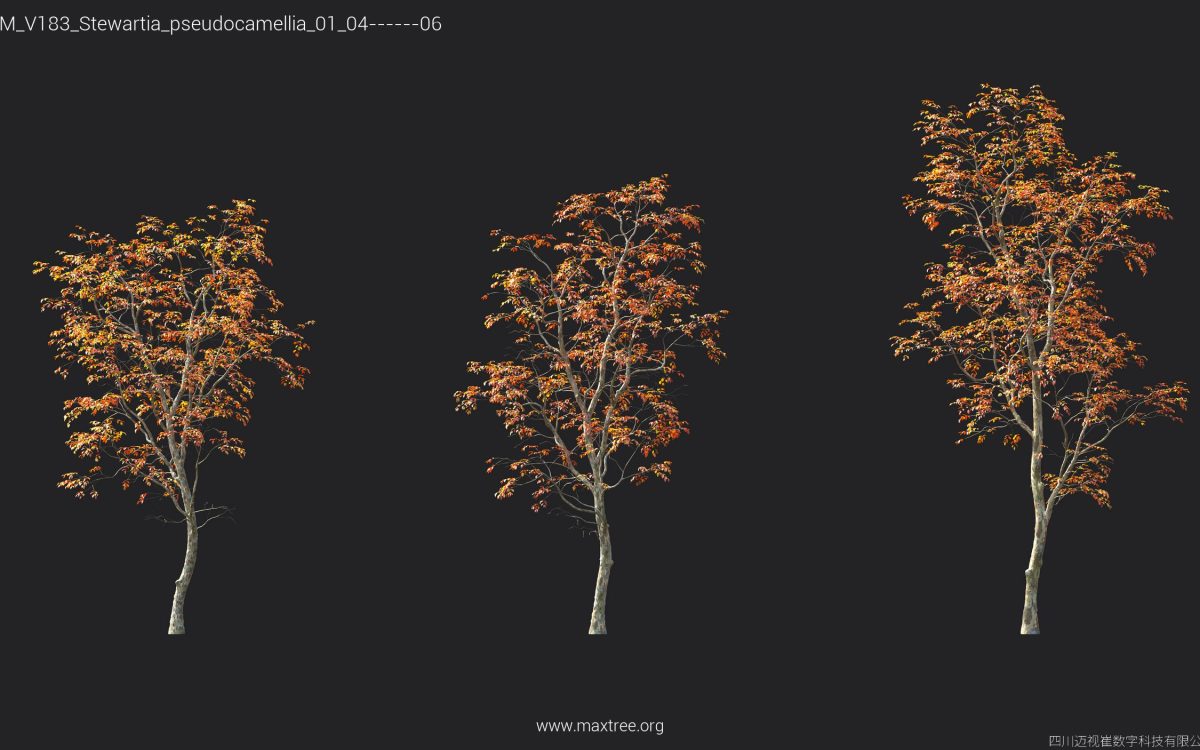 Plant Models Vol 183 - 图片 40