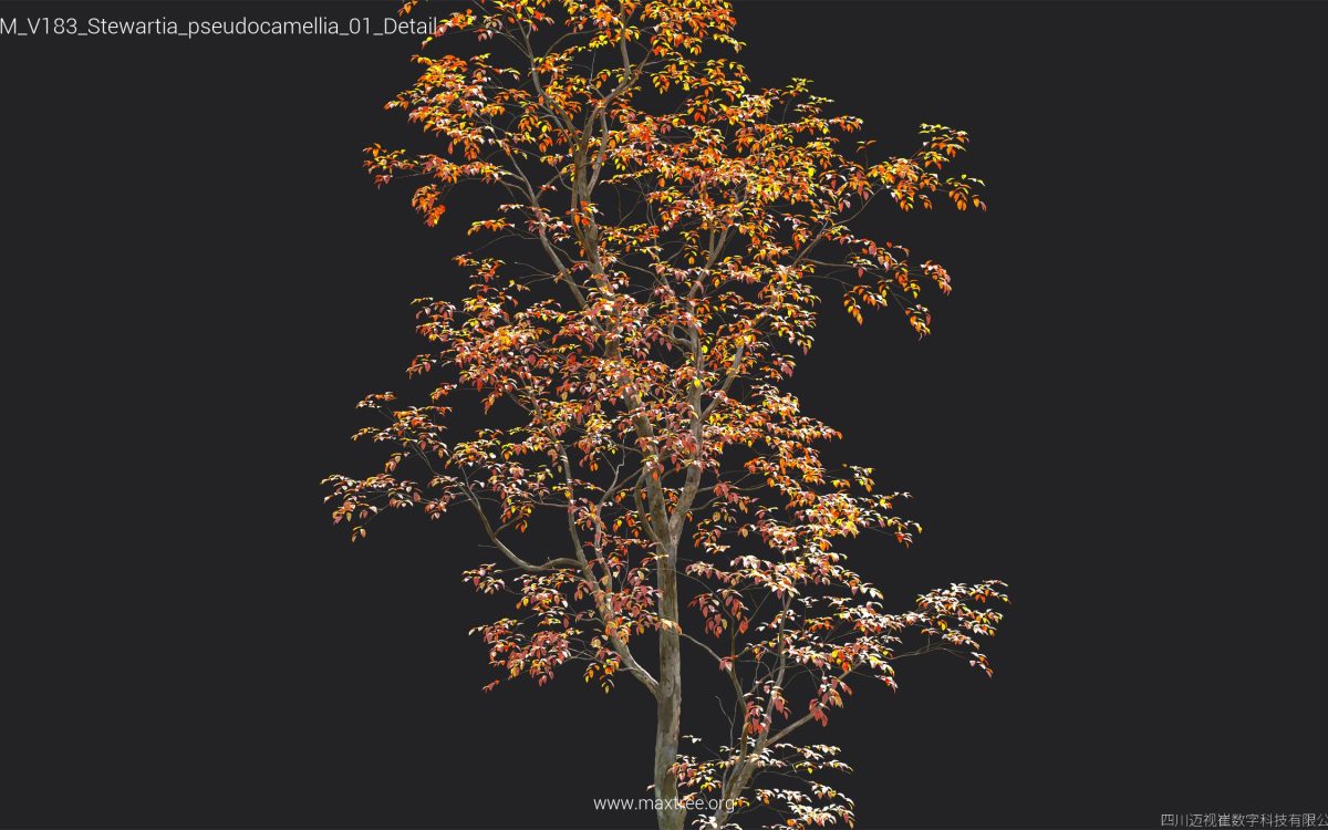 Plant Models Vol 183 - 图片 41