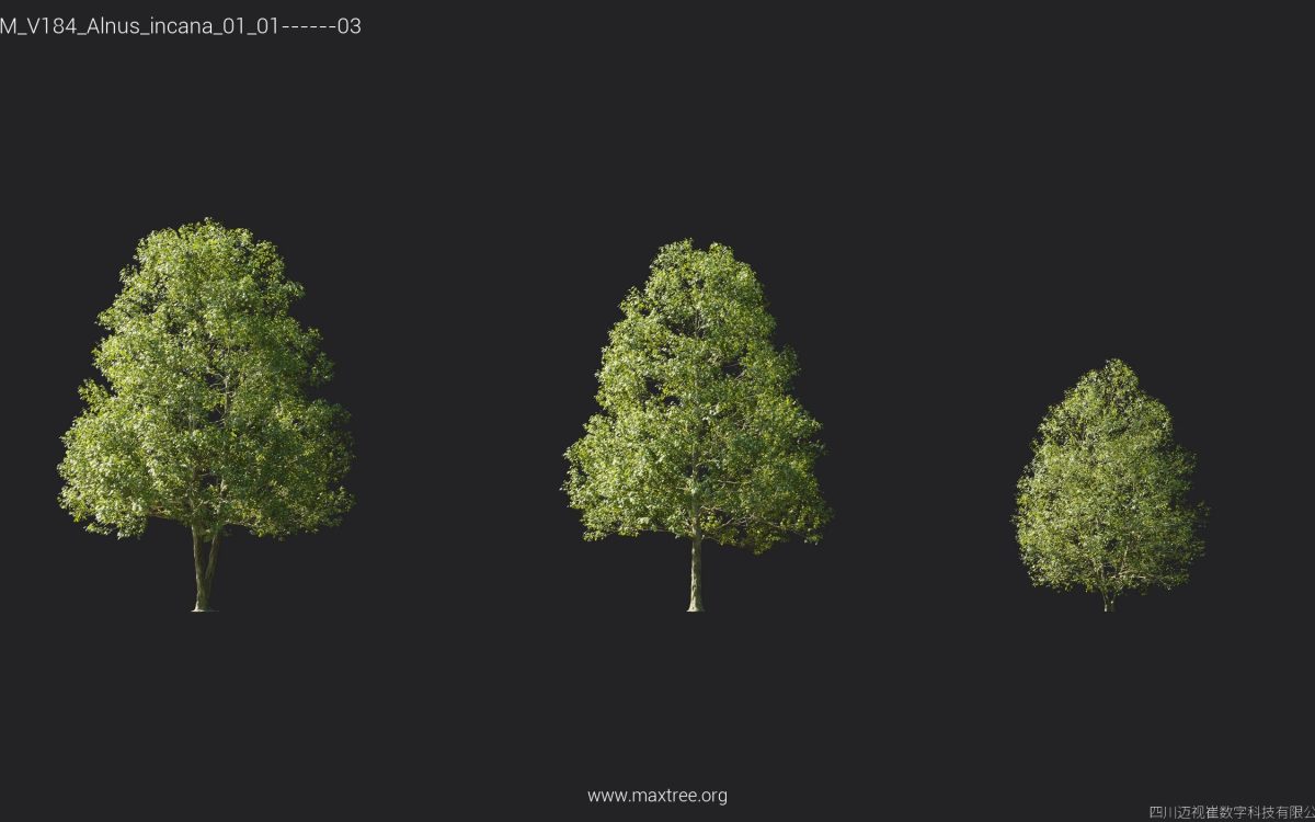 Plant Models Vol 184 - 图片 5