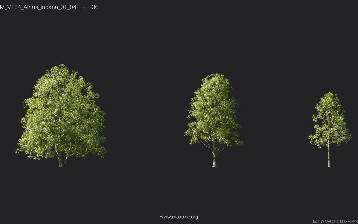 Plant Models Vol 184 - 图片 6