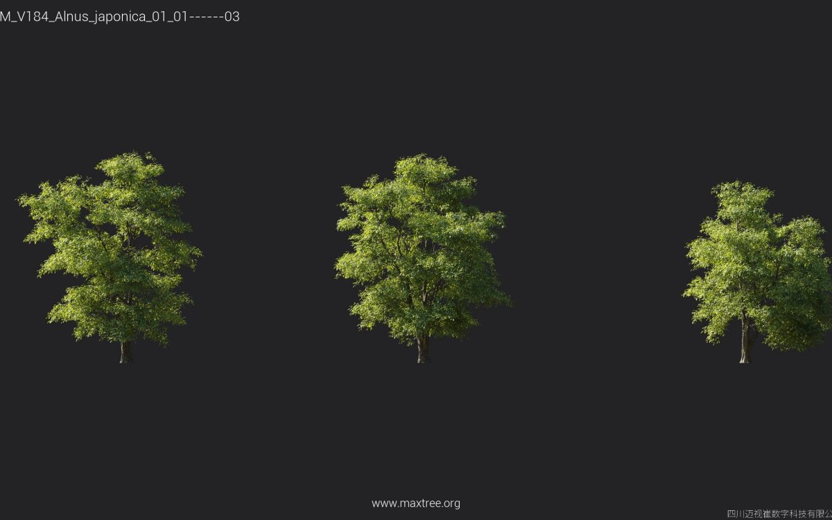 Plant Models Vol 184 - 图片 7