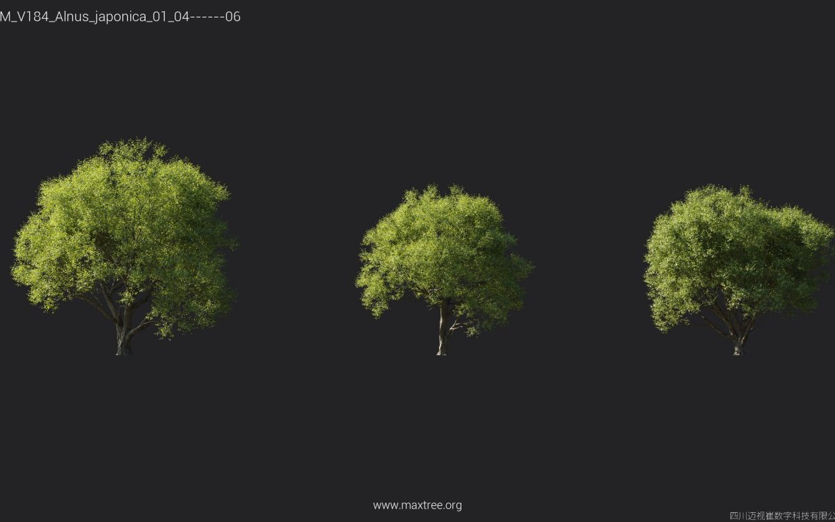 Plant Models Vol 184 - 图片 8