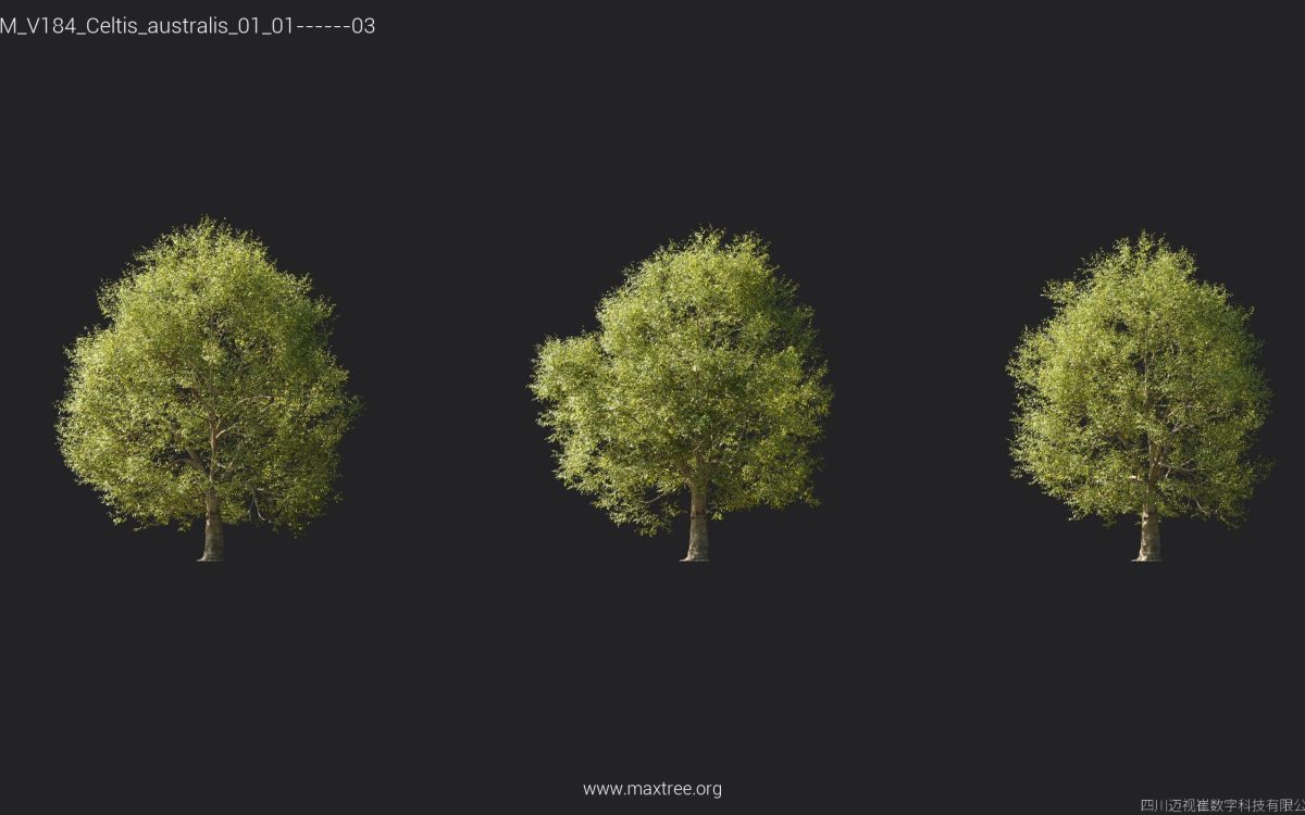 Plant Models Vol 184 - 图片 9