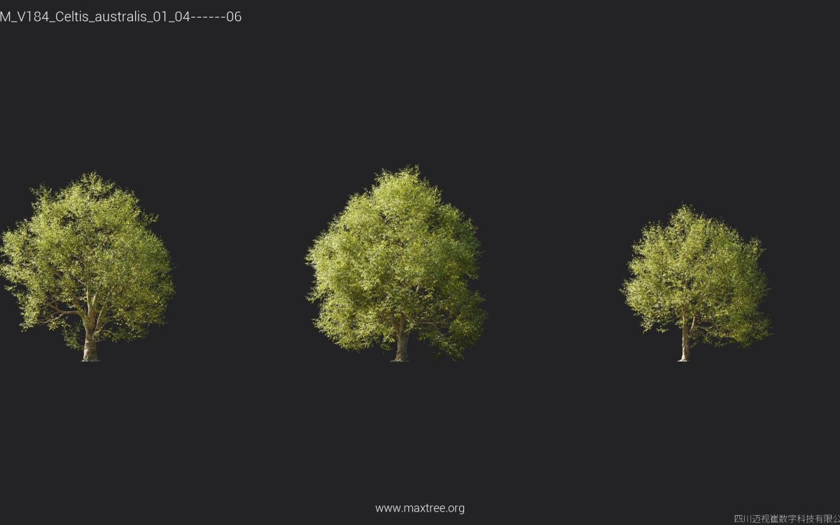 Plant Models Vol 184 - 图片 10
