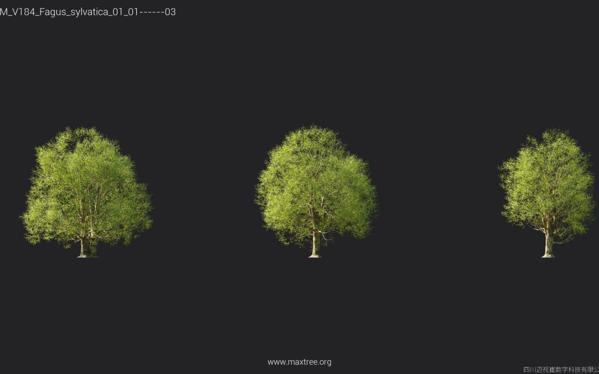 Plant Models Vol 184 - 图片 11