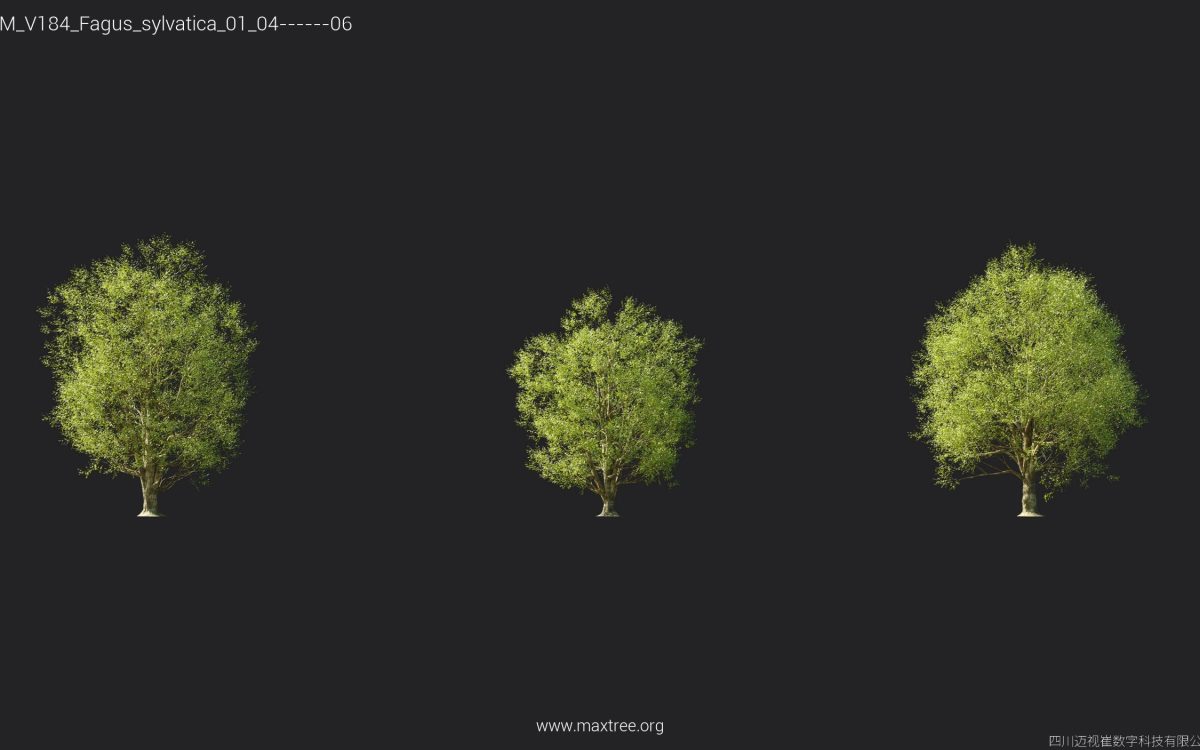 Plant Models Vol 184 - 图片 12