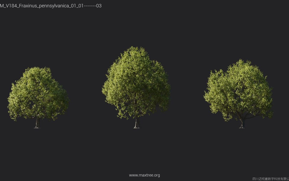 Plant Models Vol 184 - 图片 13