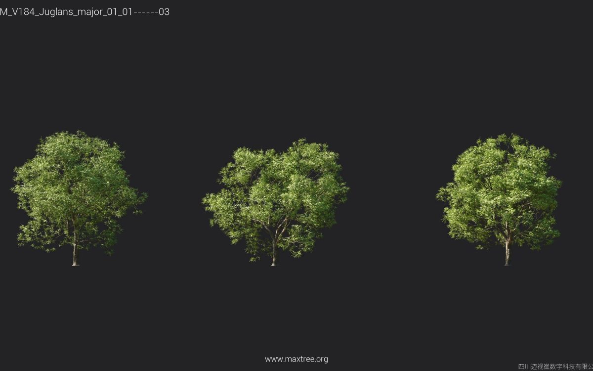 Plant Models Vol 184 - 图片 15