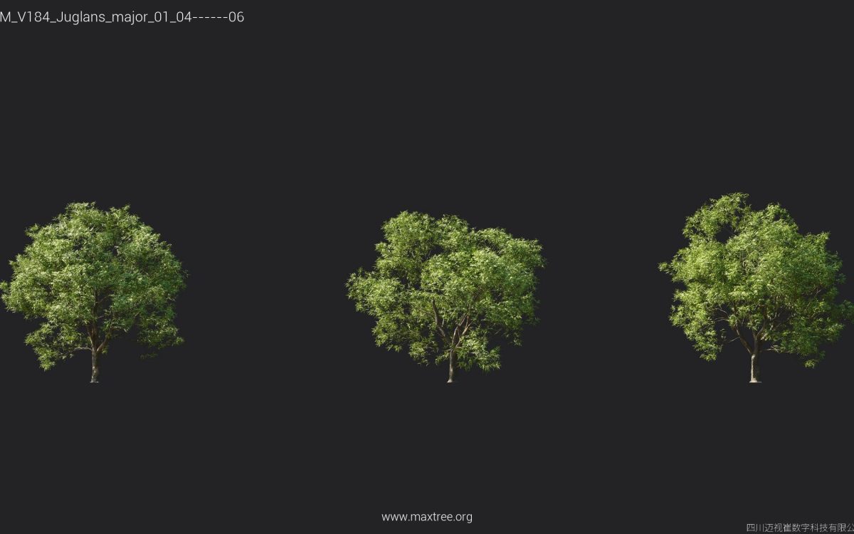 Plant Models Vol 184 - 图片 16