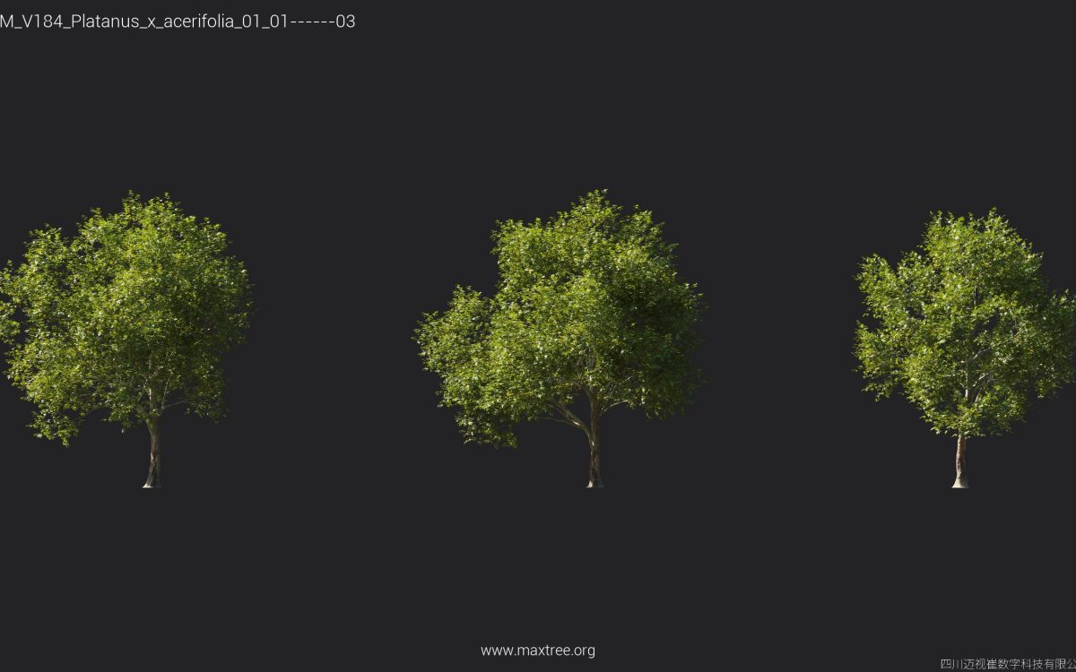 Plant Models Vol 184 - 图片 17