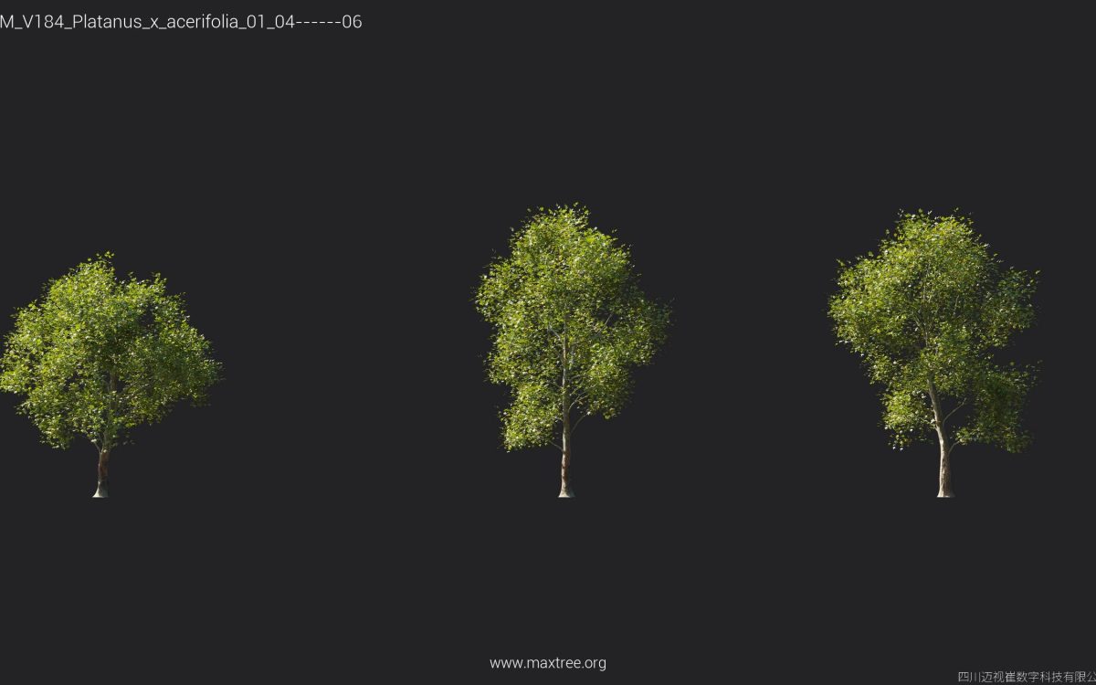 Plant Models Vol 184 - 图片 18
