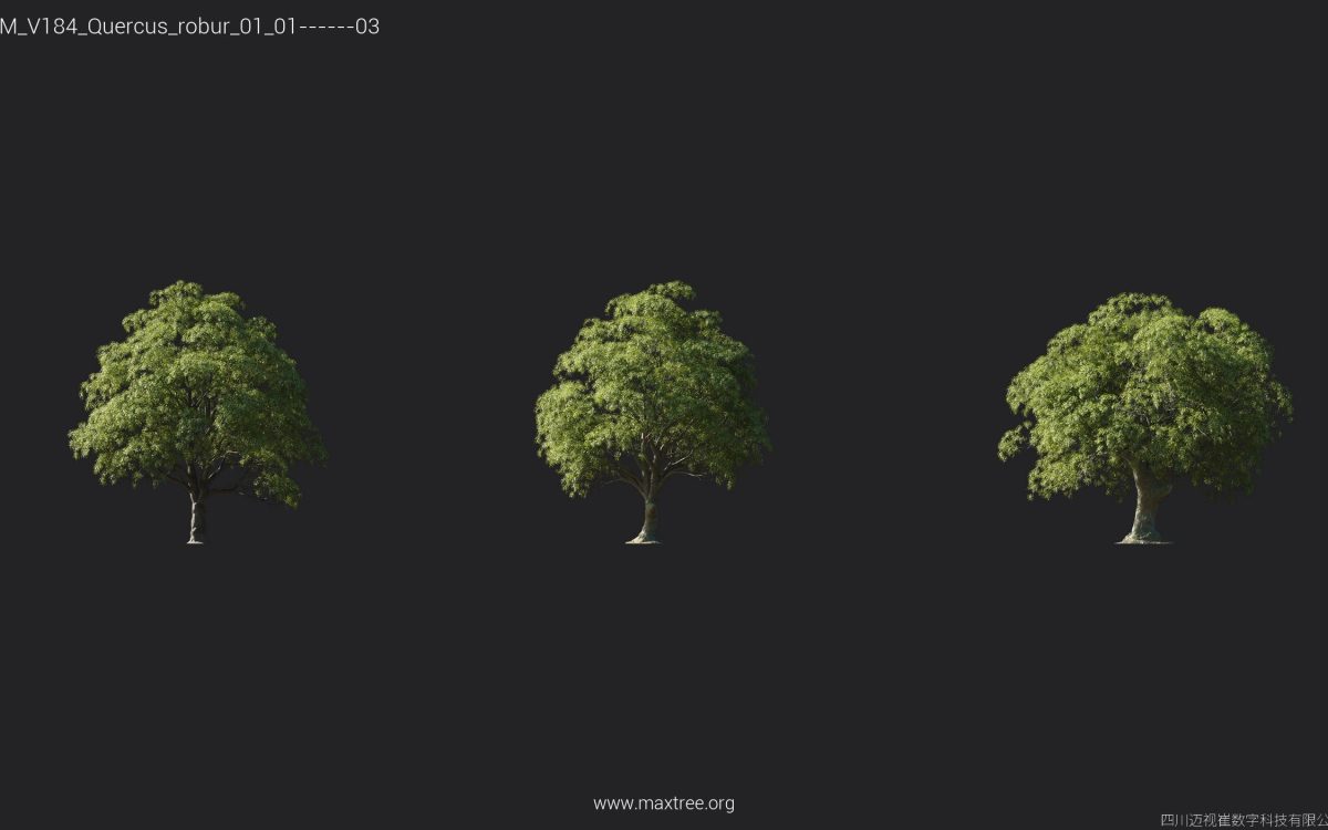 Plant Models Vol 184 - 图片 19