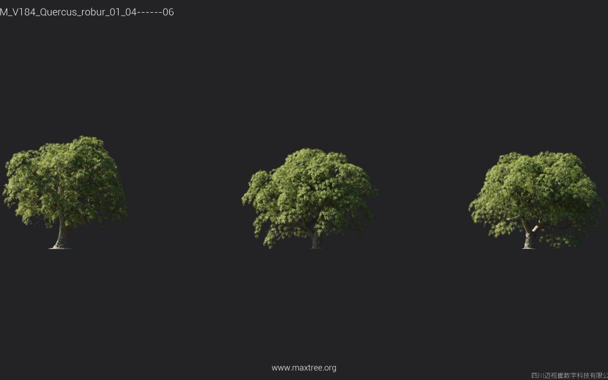 Plant Models Vol 184 - 图片 20