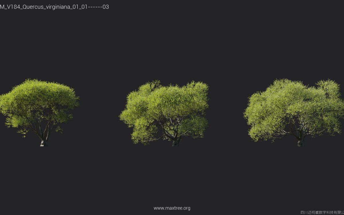 Plant Models Vol 184 - 图片 21
