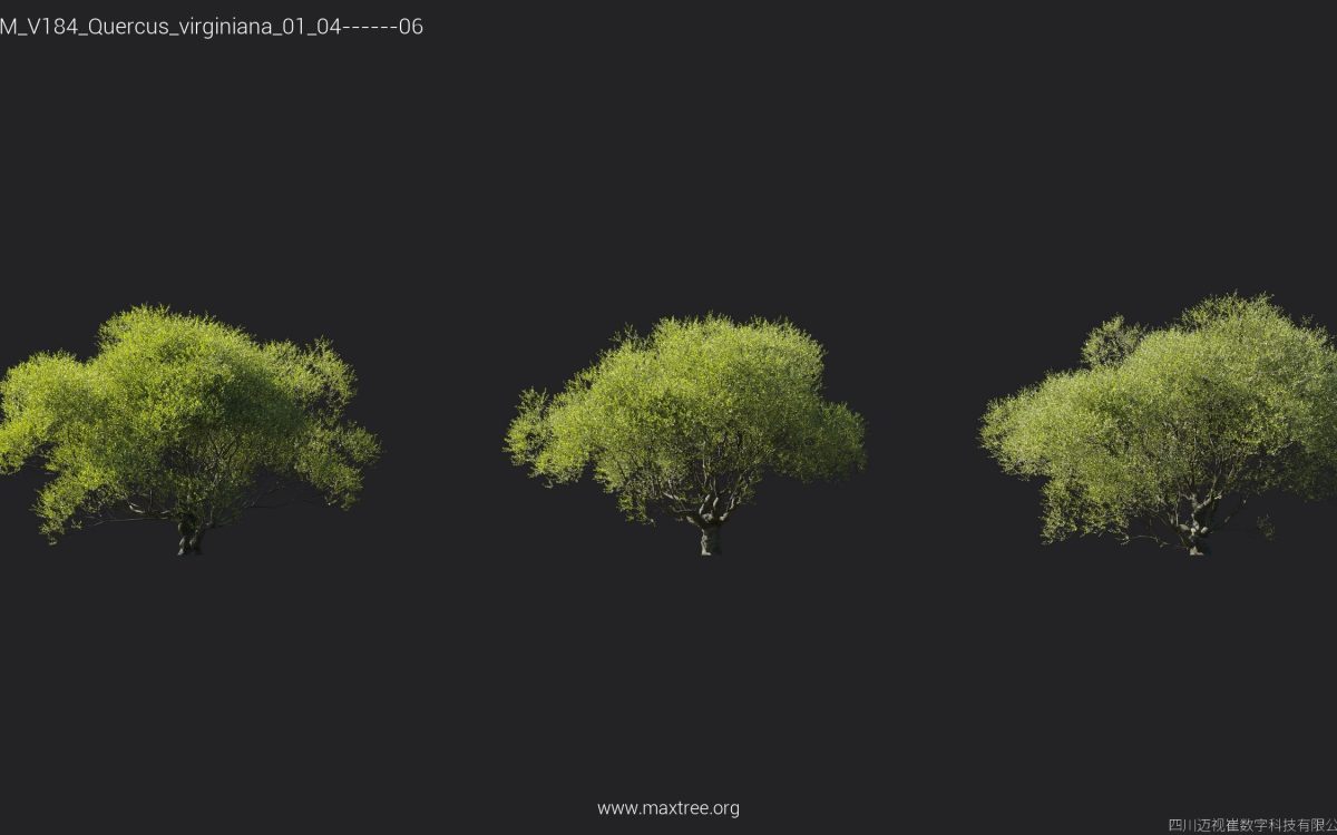 Plant Models Vol 184 - 图片 22