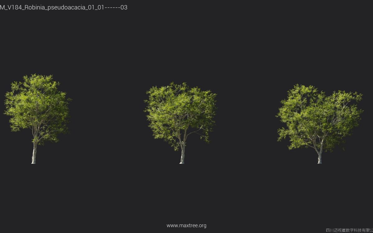 Plant Models Vol 184 - 图片 23