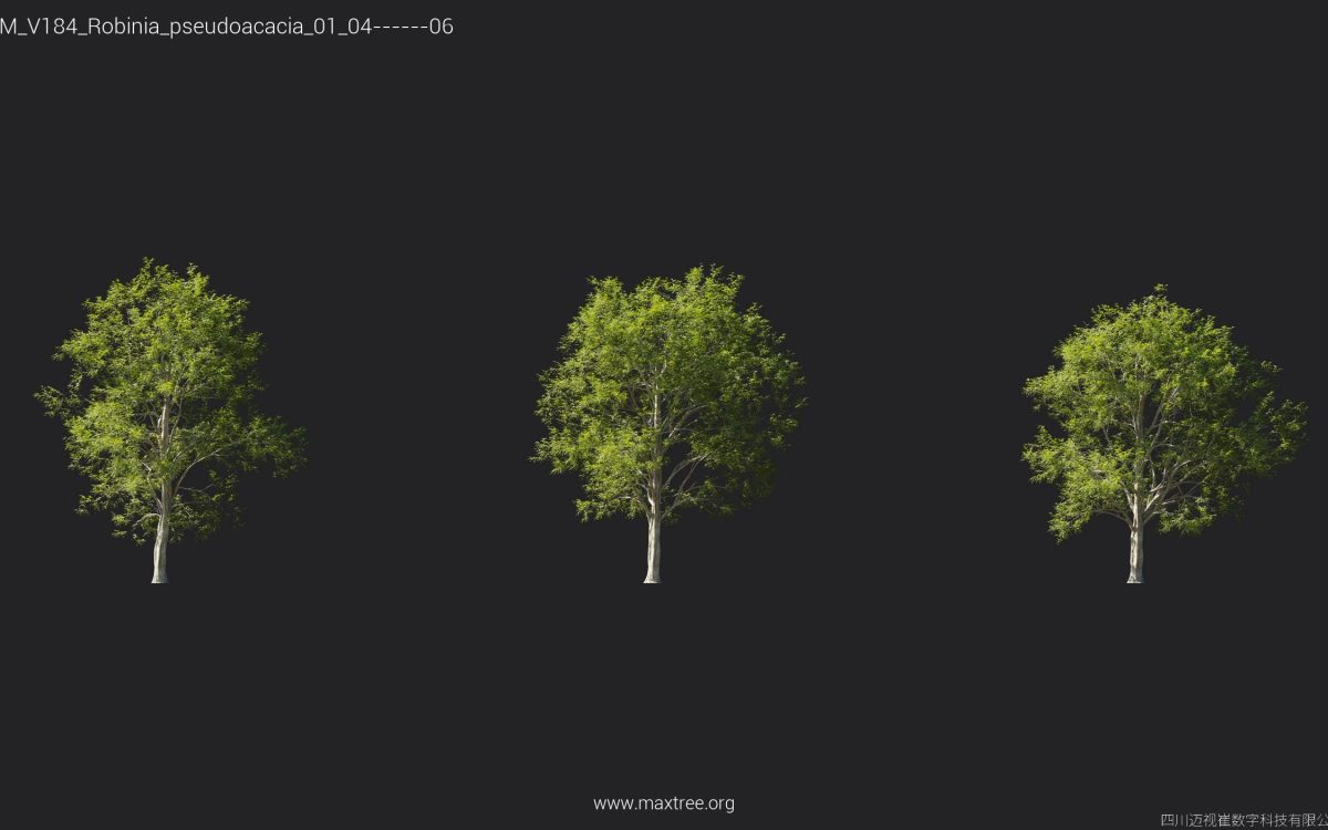 Plant Models Vol 184 - 图片 24