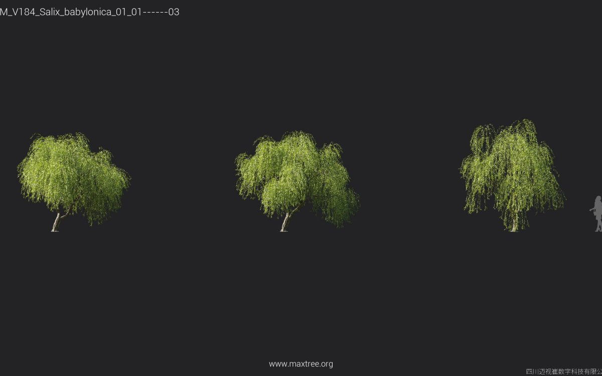 Plant Models Vol 184 - 图片 25