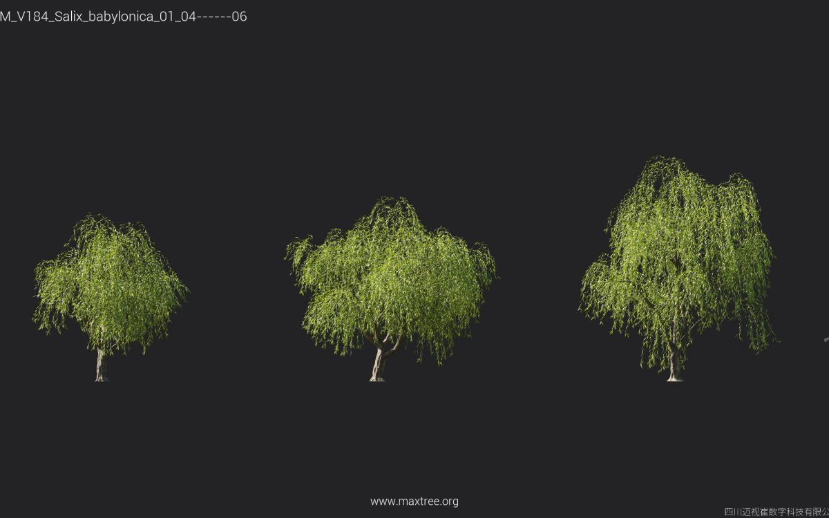 Plant Models Vol 184 - 图片 26