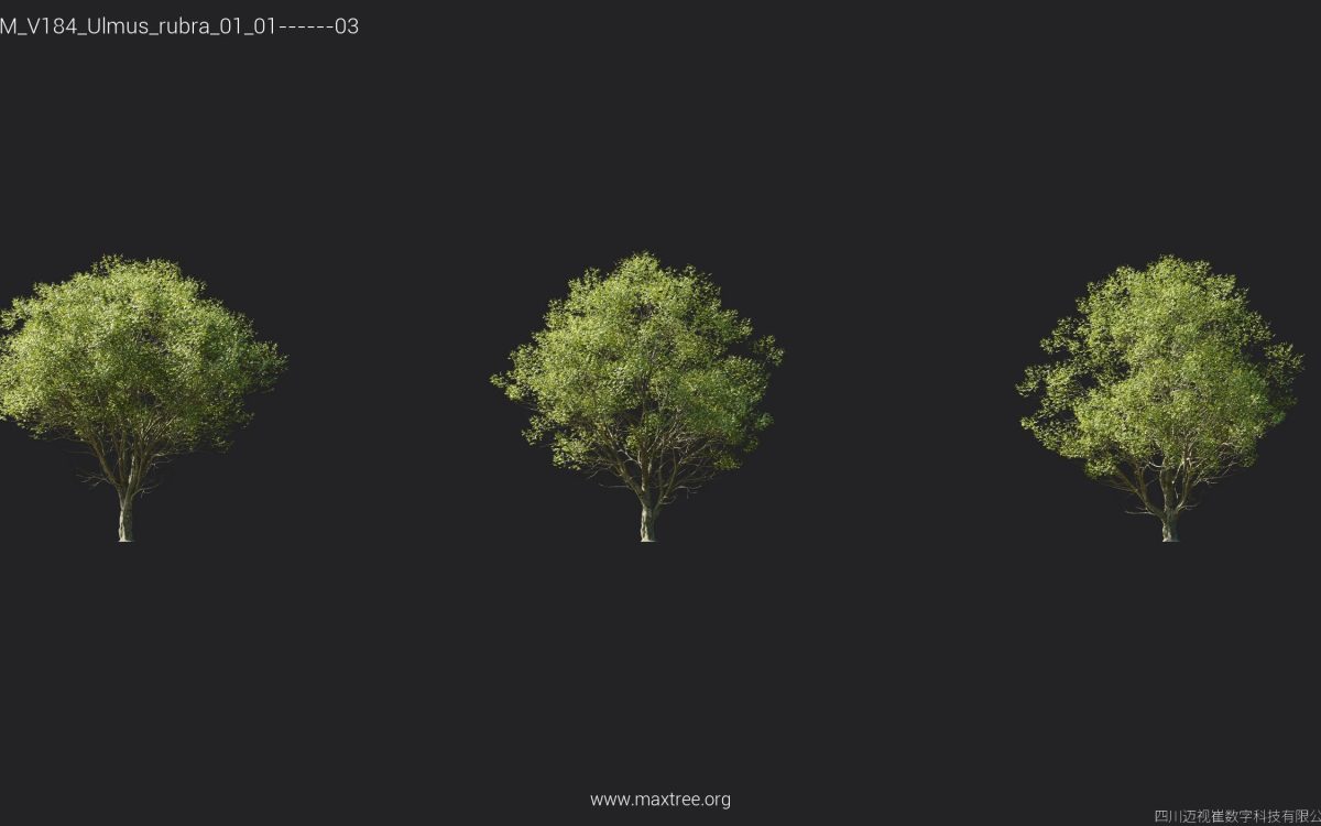 Plant Models Vol 184 - 图片 27