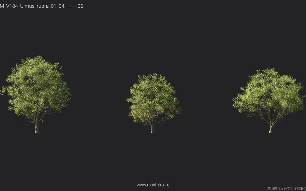 Plant Models Vol 184 - 图片 28