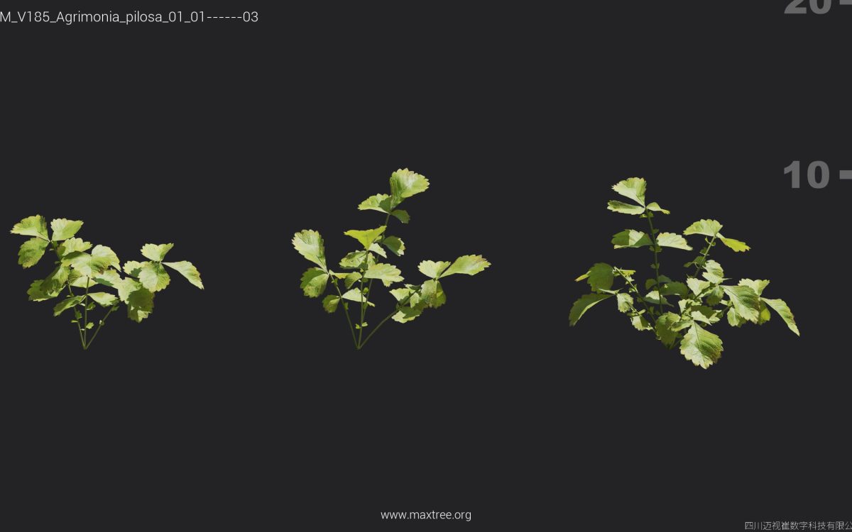 Plant Models Vol 185 - 图片 6