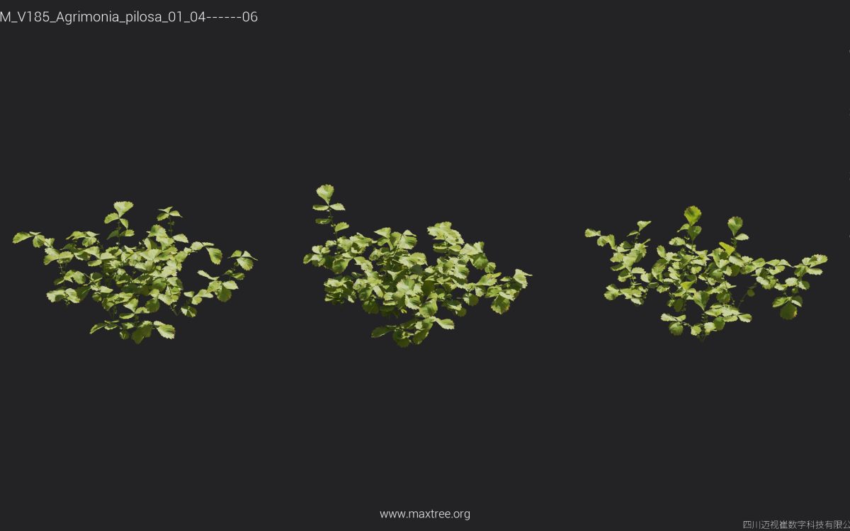 Plant Models Vol 185 - 图片 7