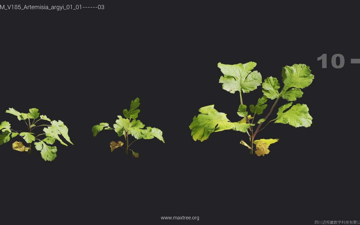 Plant Models Vol 185 - 图片 8