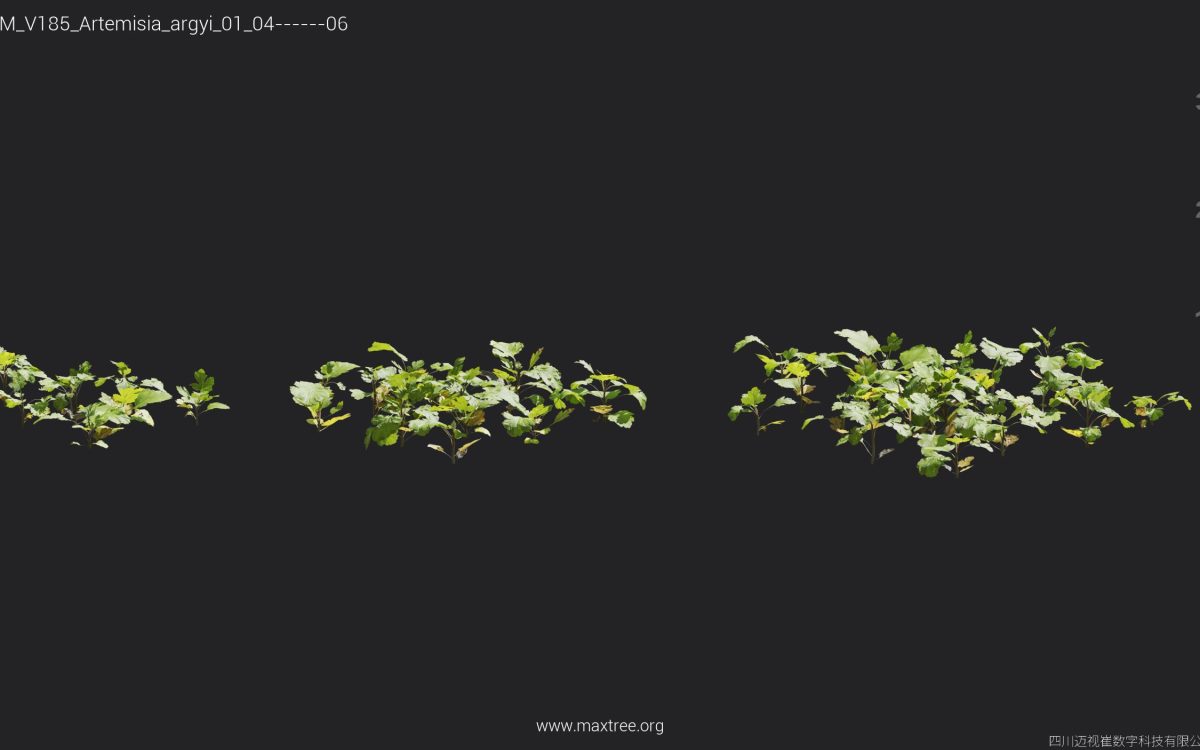 Plant Models Vol 185 - 图片 9