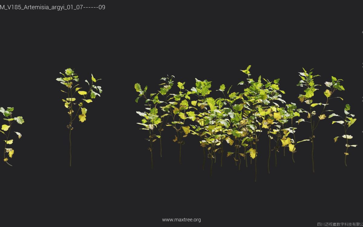 Plant Models Vol 185 - 图片 10