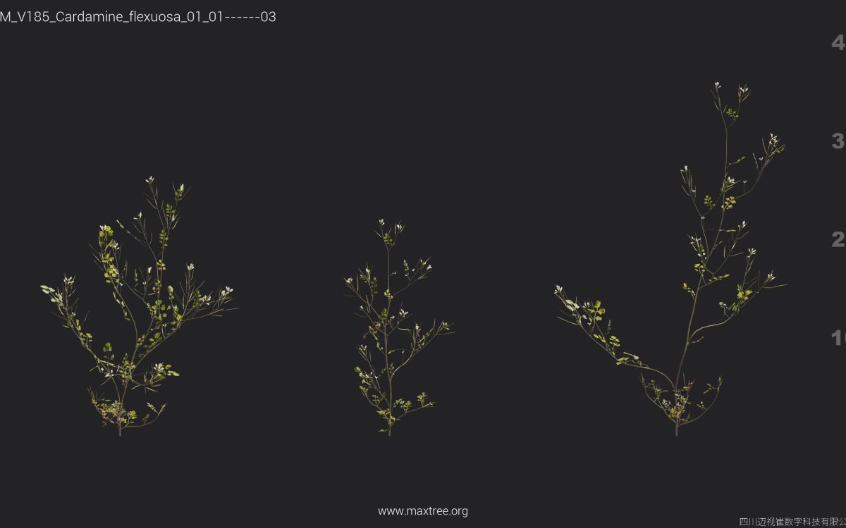 Plant Models Vol 185 - 图片 11