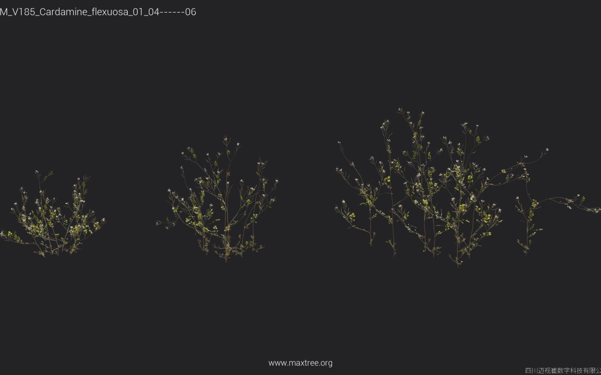 Plant Models Vol 185 - 图片 12