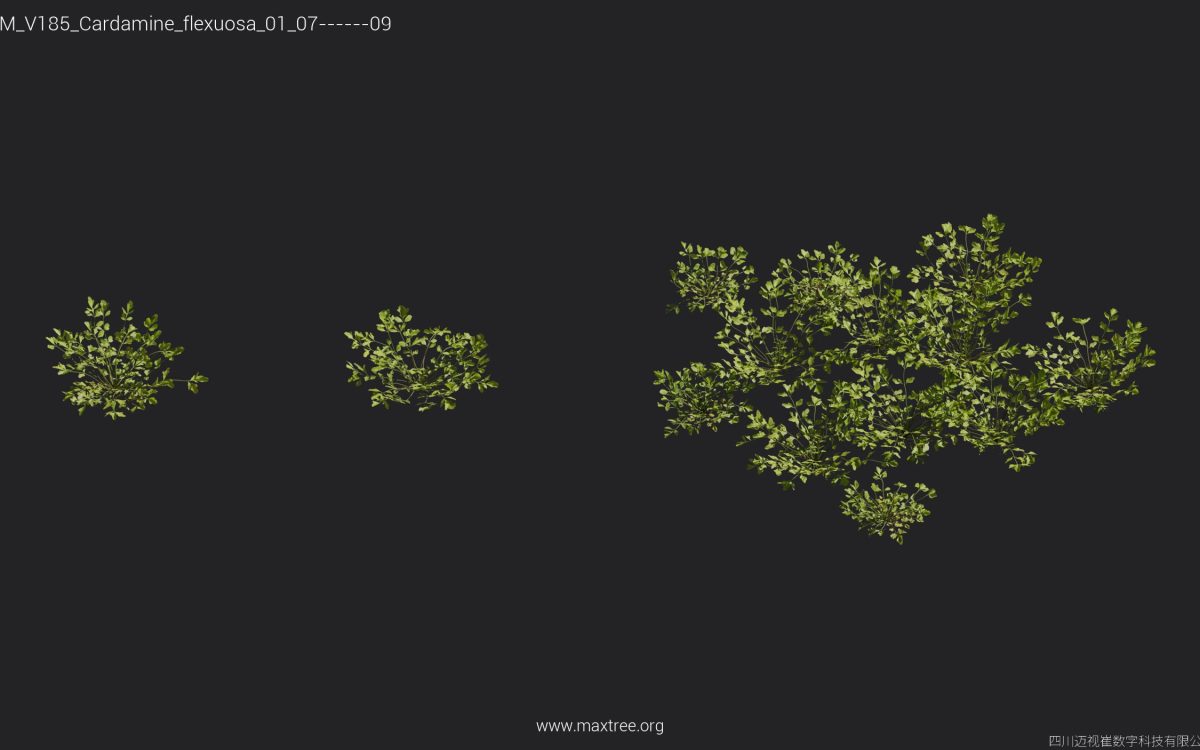 Plant Models Vol 185 - 图片 13