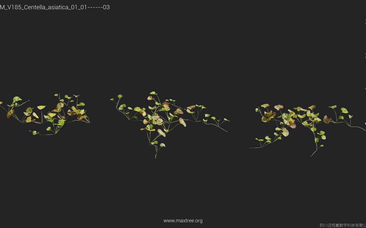 Plant Models Vol 185 - 图片 14