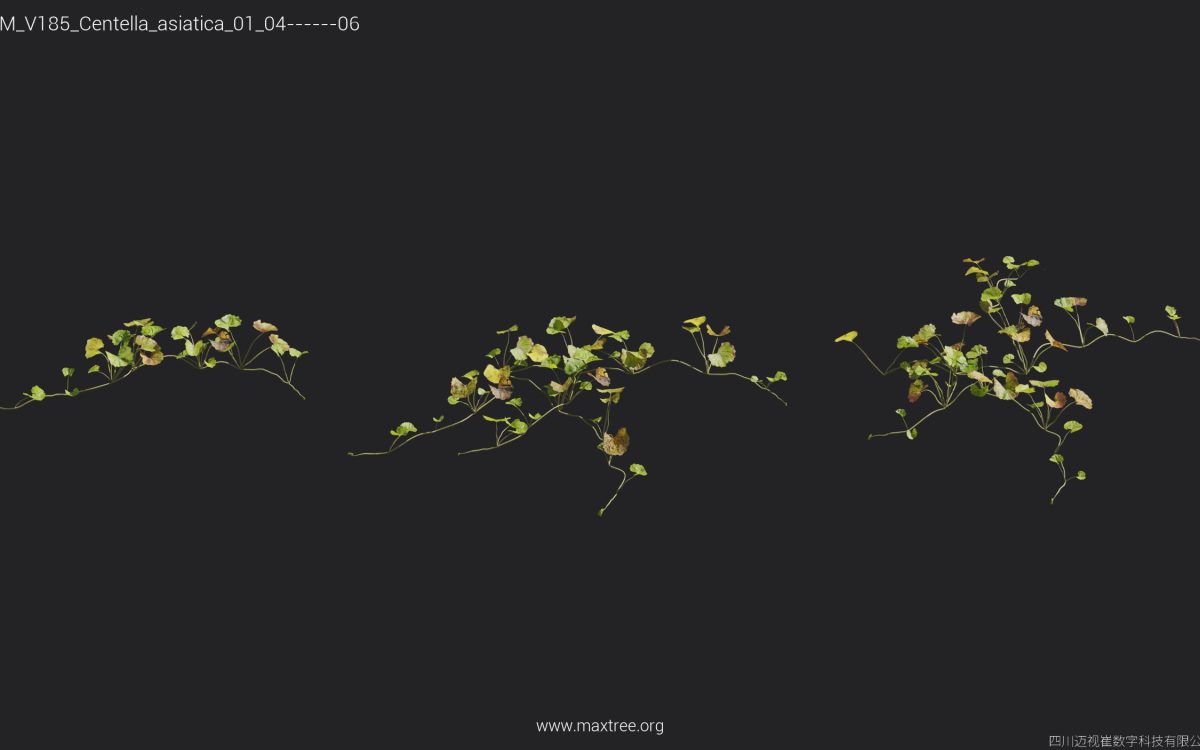 Plant Models Vol 185 - 图片 15