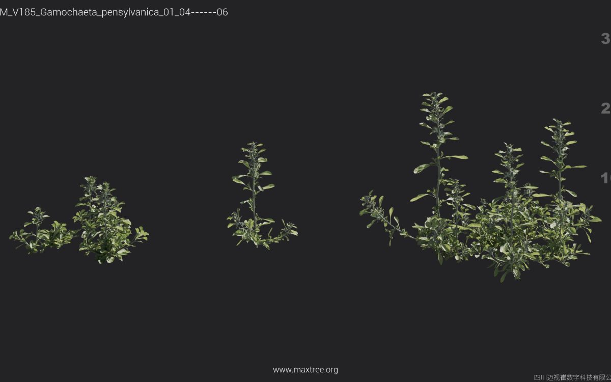 Plant Models Vol 185 - 图片 19