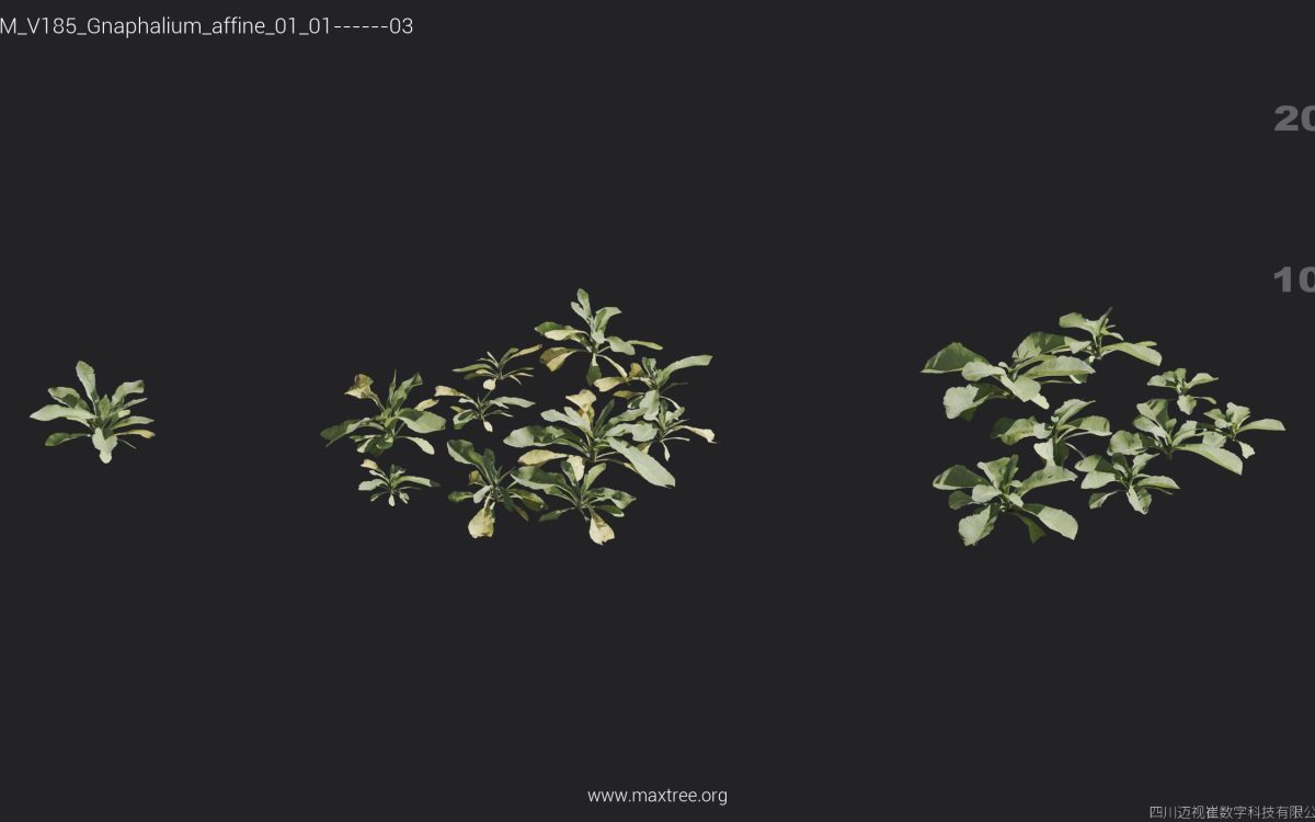 Plant Models Vol 185 - 图片 20