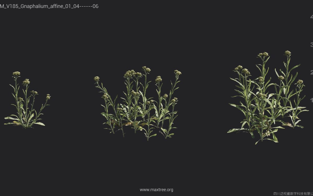 Plant Models Vol 185 - 图片 21