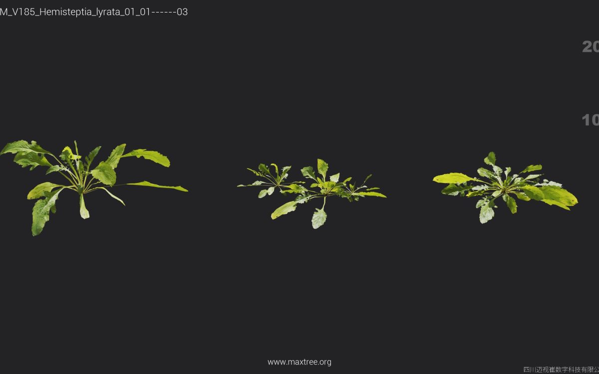 Plant Models Vol 185 - 图片 22