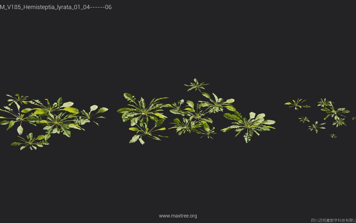 Plant Models Vol 185 - 图片 23