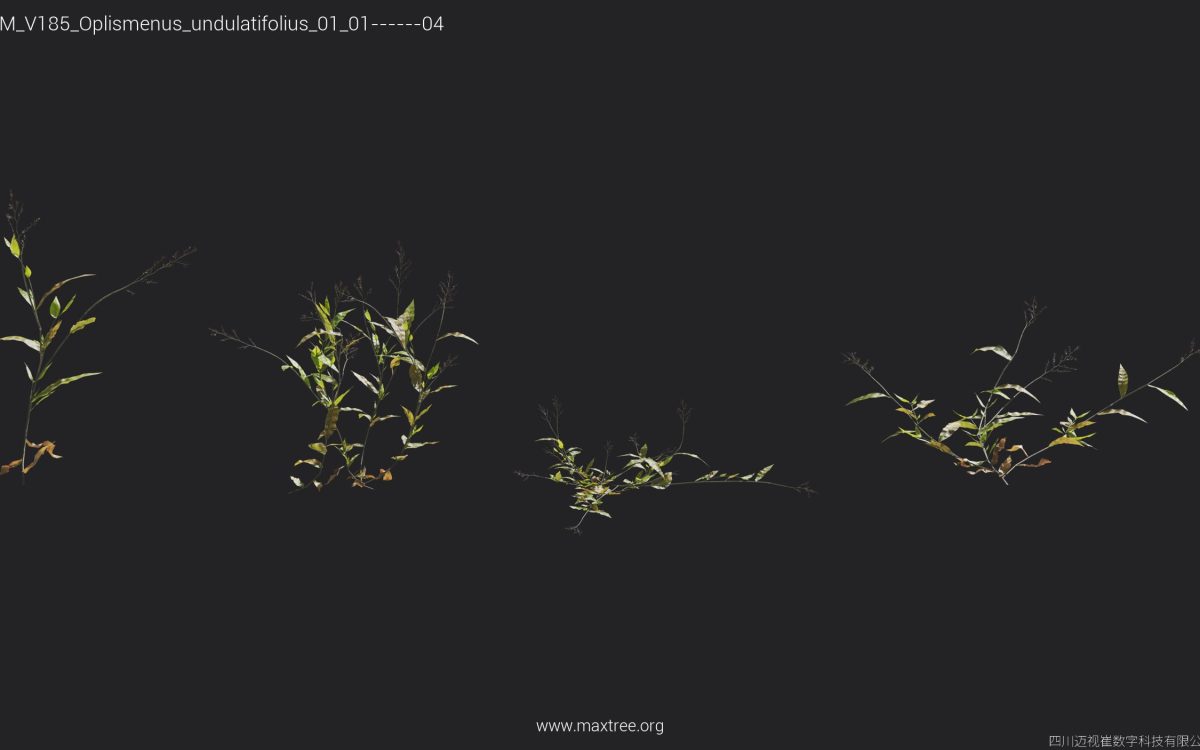 Plant Models Vol 185 - 图片 24