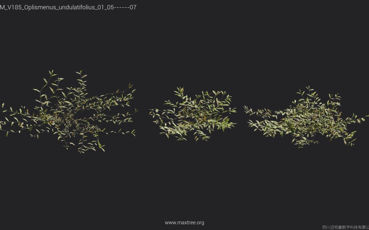 Plant Models Vol 185 - 图片 25