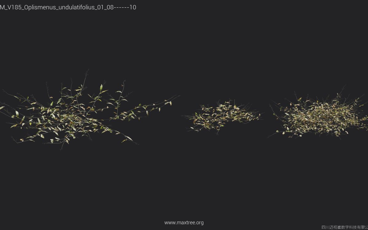 Plant Models Vol 185 - 图片 26