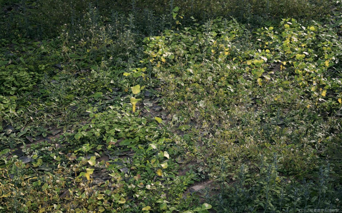 Plant Models Vol 185
